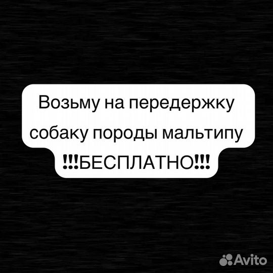 Передержка (мальтипу)