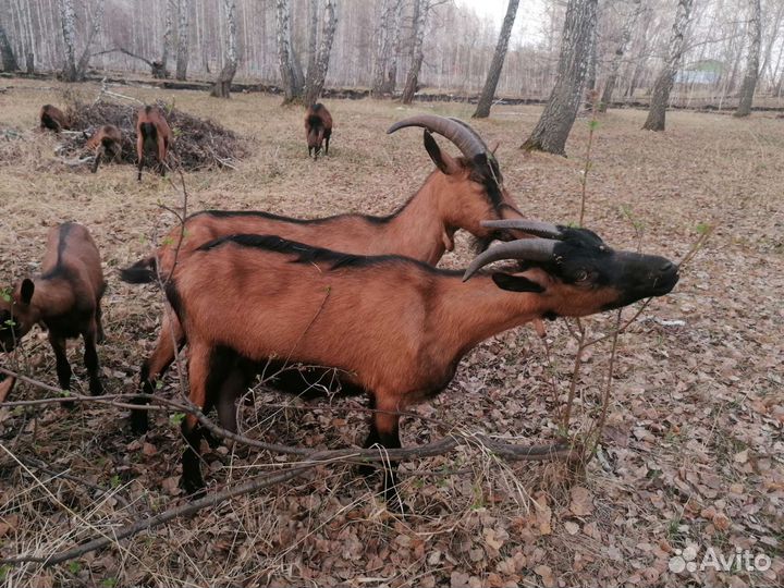 Козы дойные (Чешская коричневая короткошерстная)