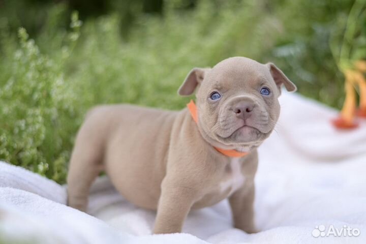 Американский булли