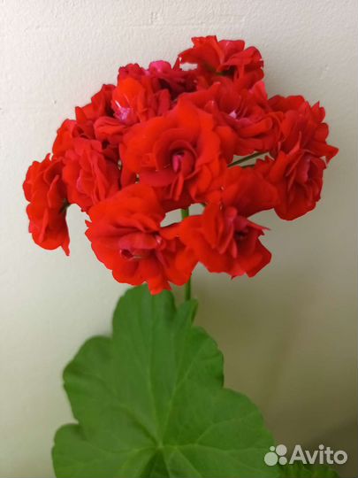 Пеларгония (герань) сортовые