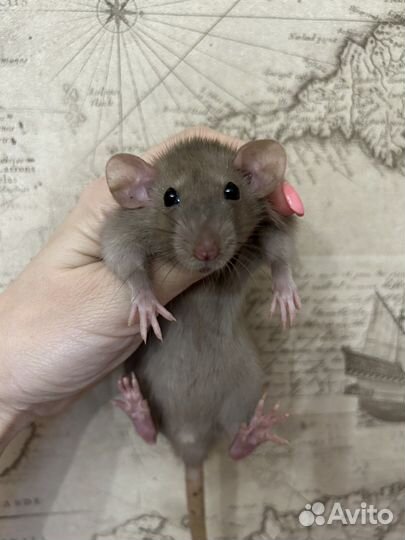 Ручные Крысята Дамбо девочки