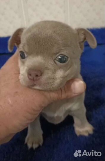 Супер шикарные лиловые Чихуахуа