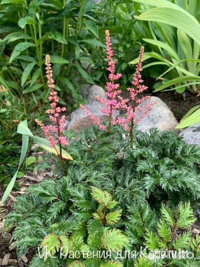 Астильбы сортовые