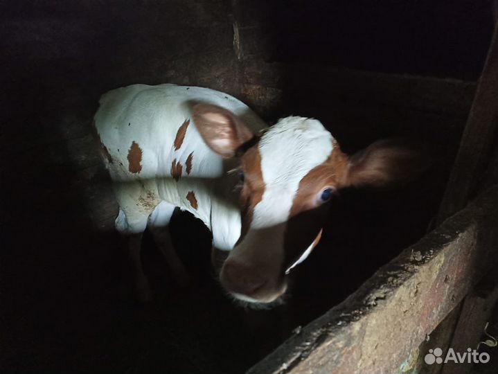 Телочка 2 месяца