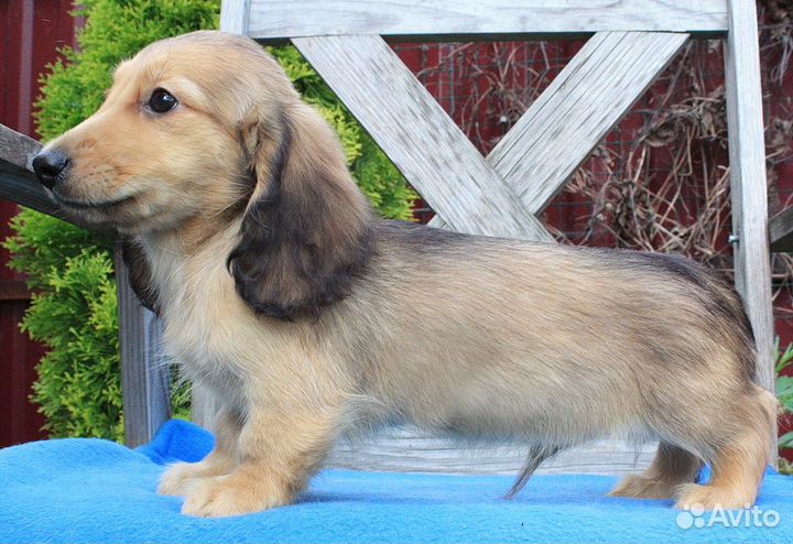 Кремовый мальчик