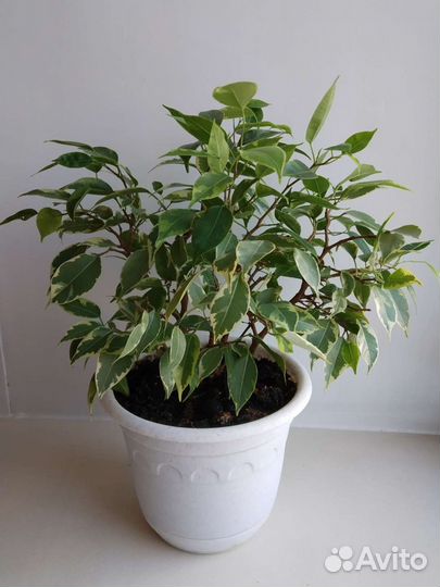 Фикус Кинки