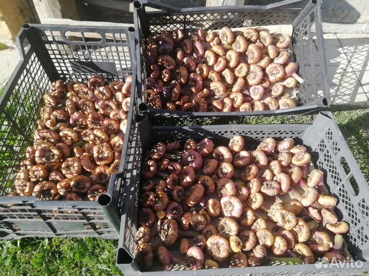 Гладиолусы луковицы