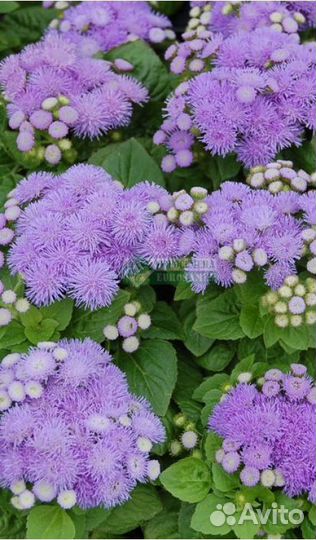 Цветочная рассада однолетних культур