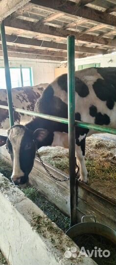 Корова дойная