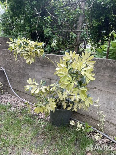 Шефлера вариегатная