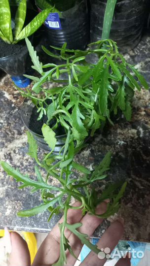 Комнатные цветы