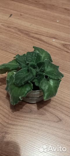 Фиалка детки