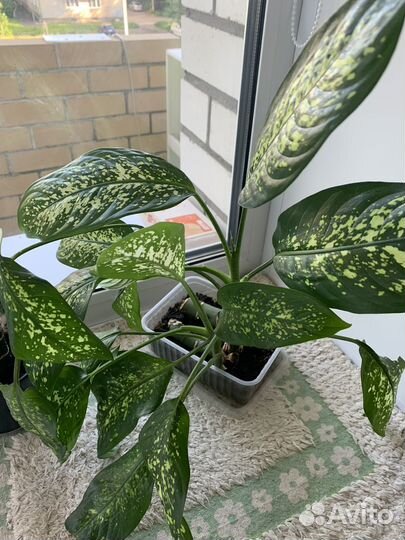 Диффенбахия