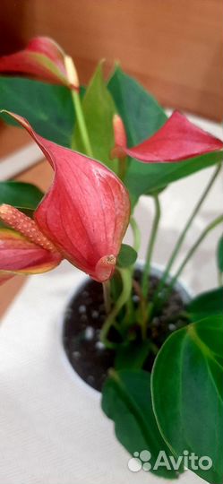 Антуриум Trillions red