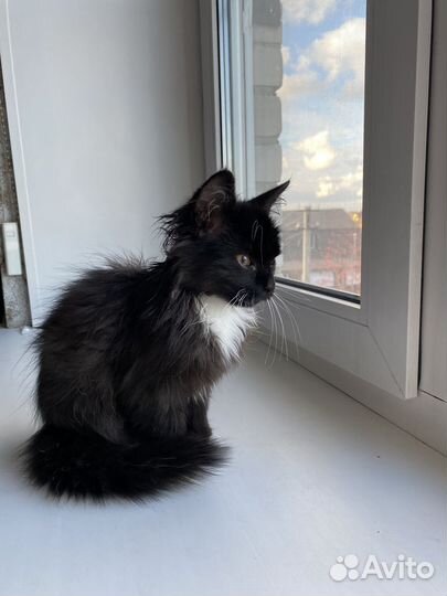 Котенок в добрые руки