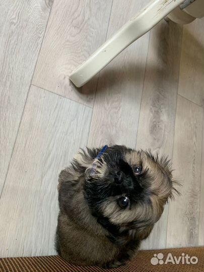 Собака Шицу