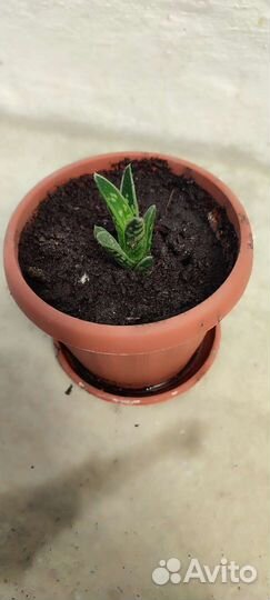 Алоэ тигровое