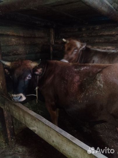 Бык и телка