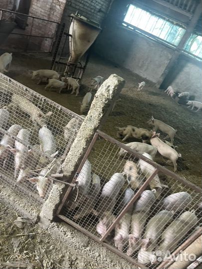 Поросята/ландрас с крупной белой