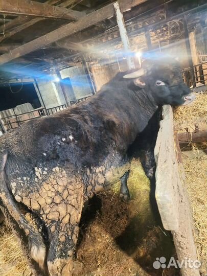 Быки на мясо