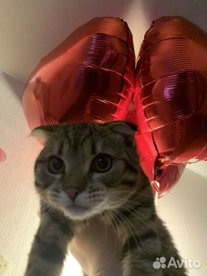 Котик для вязки