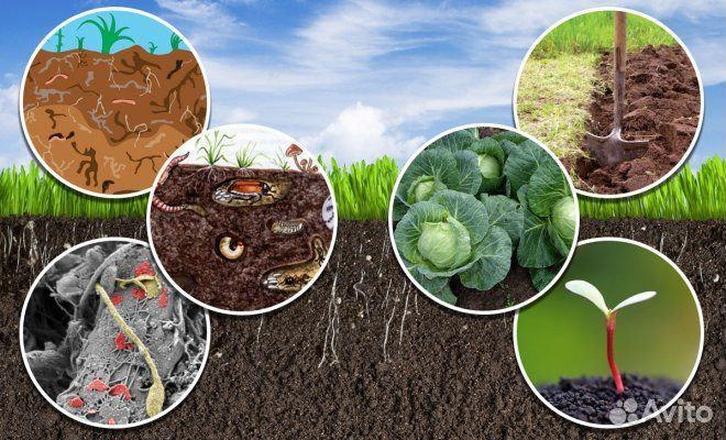 Нематоцыд препарат 