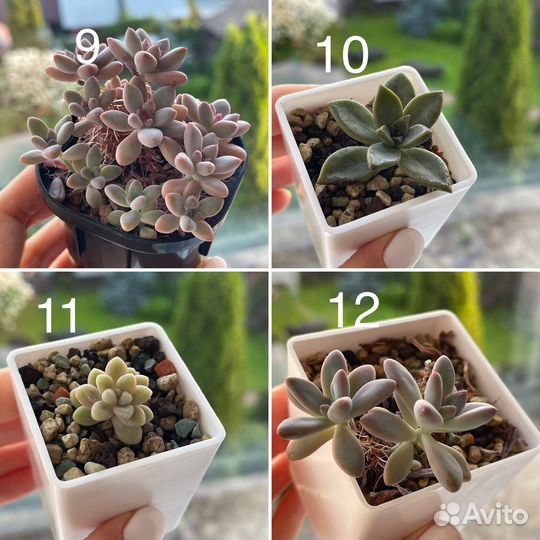 Суккуленты, мини-садики, композиции
