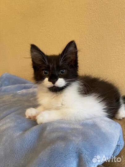 Котенок ищет любящих хозяев