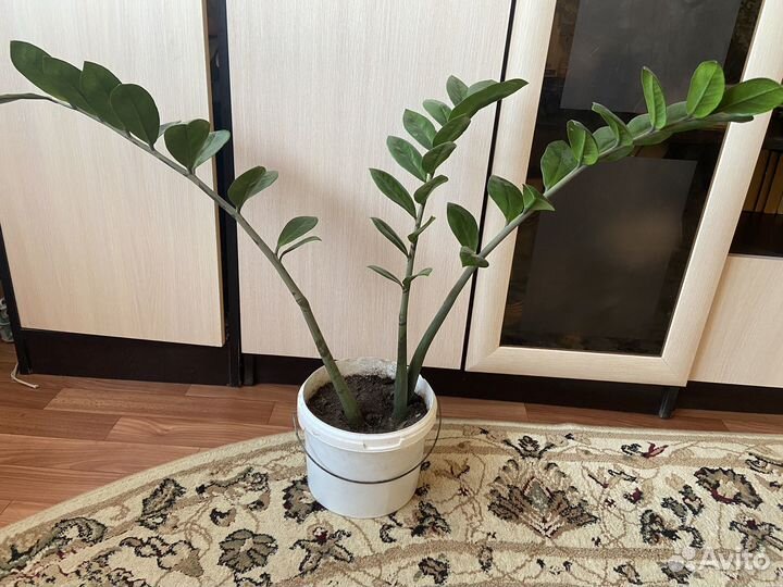 Замиокулькас