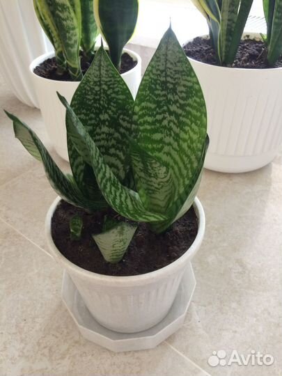 Сансевиерия ханни в кашпо