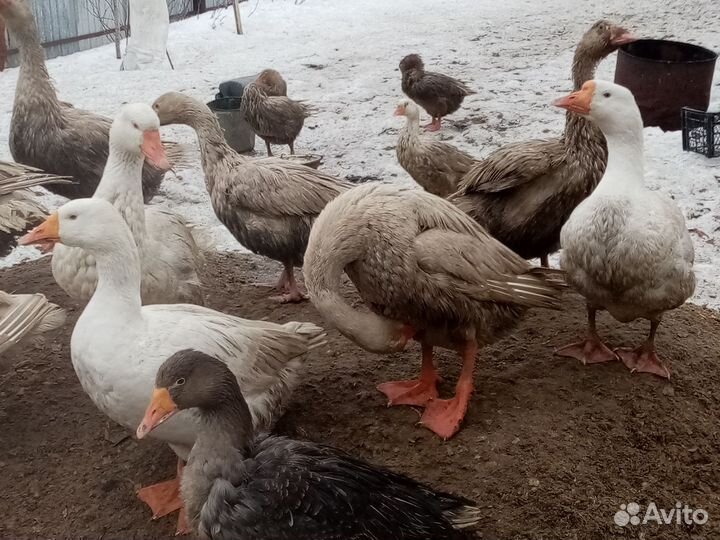 Инкубационное яйцо гусиное