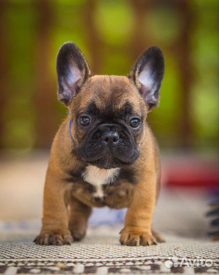 Французский бульдог щенки