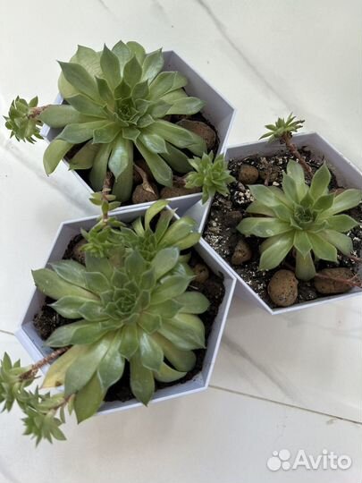 Суккуленты