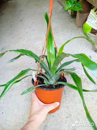 Бромелии в ассортименте