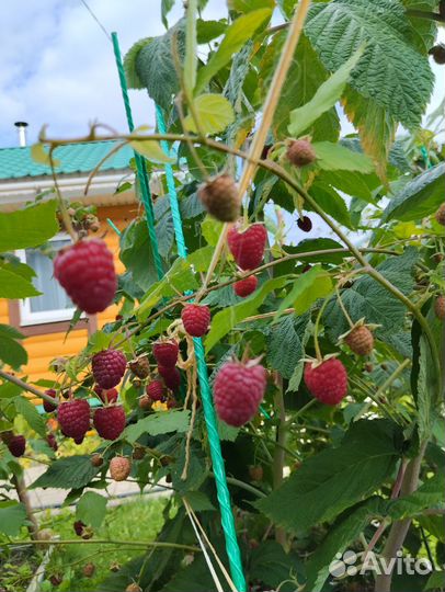 Ремонтантная малина