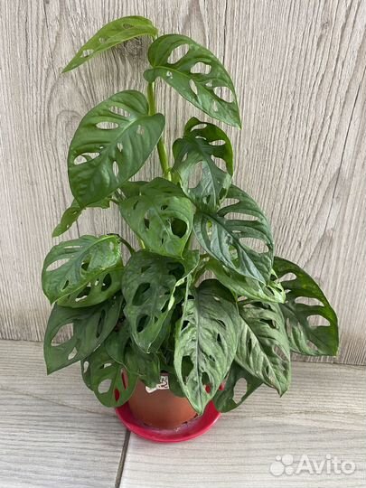 Монстера адансона