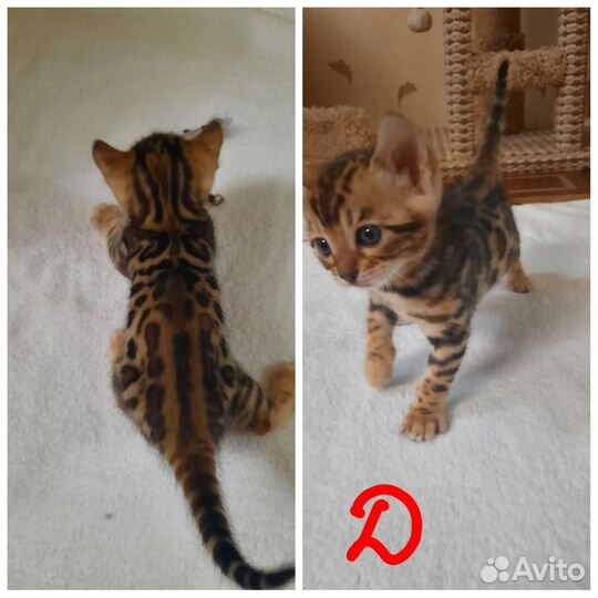 Бенгальские котята