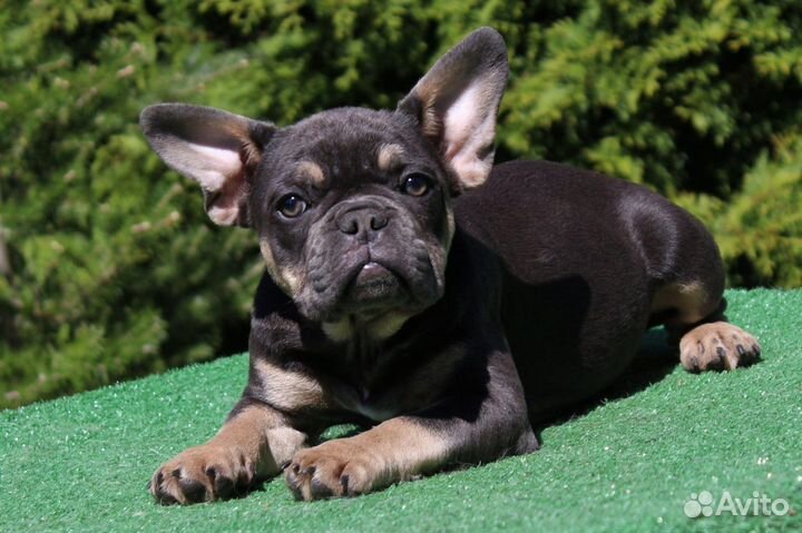 Собака бронь до субботы