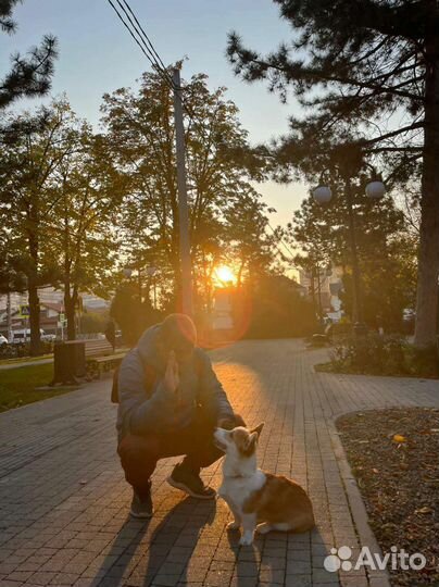 Кинолог. Выезд.Онлайн-занятия/консул. Груп.занятия