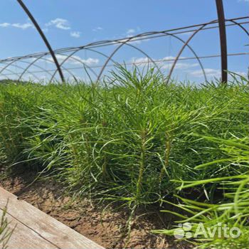 Сеянцы сосны