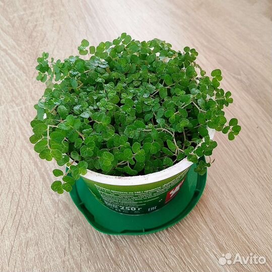 Солейролия (гелксина). Комнатные цветы