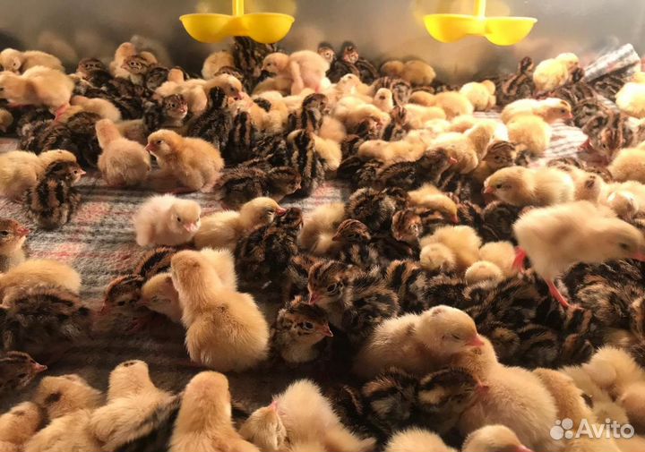 Яйца перепелиные инкубационное и яйцо столовое