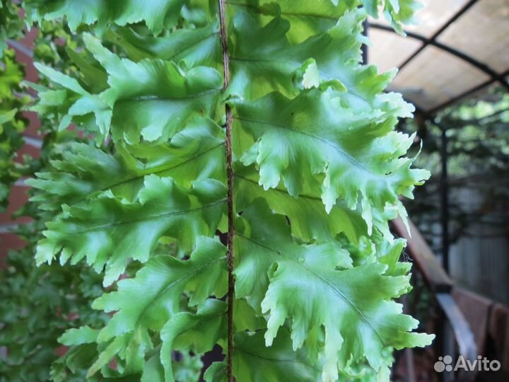 Nephrolepis exaltata Rooseveltii