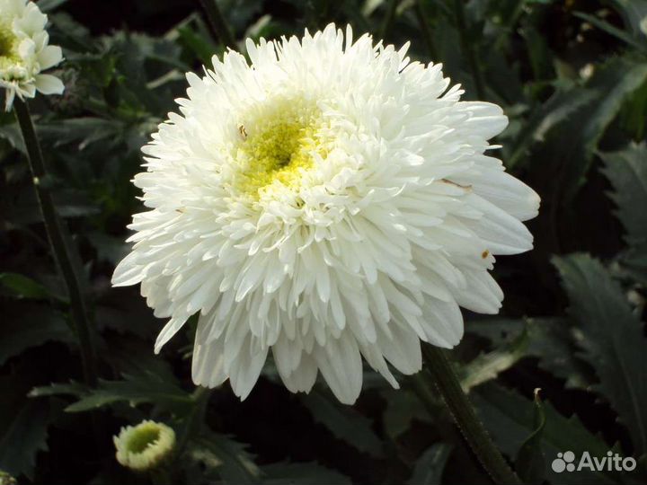 Ромашка Крейзи Дейзи, цветы для сада