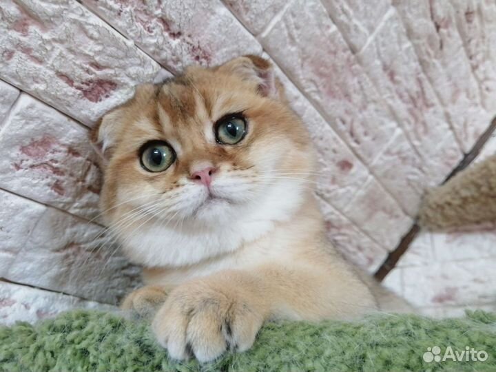 Шотландский вислоухий котик