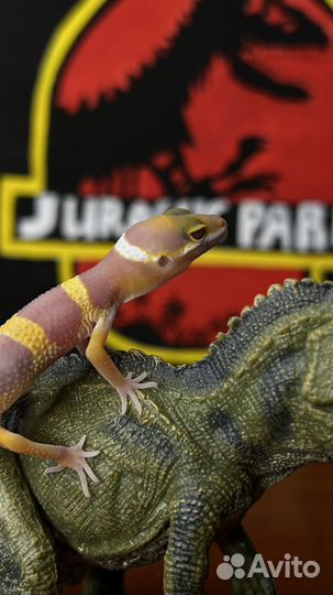 Геккон эублефар