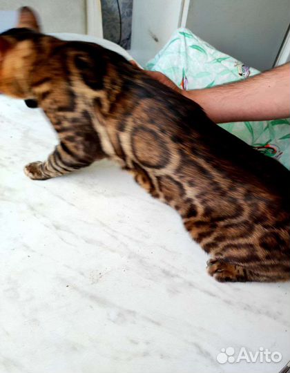 Бенгальский снежный мальчик