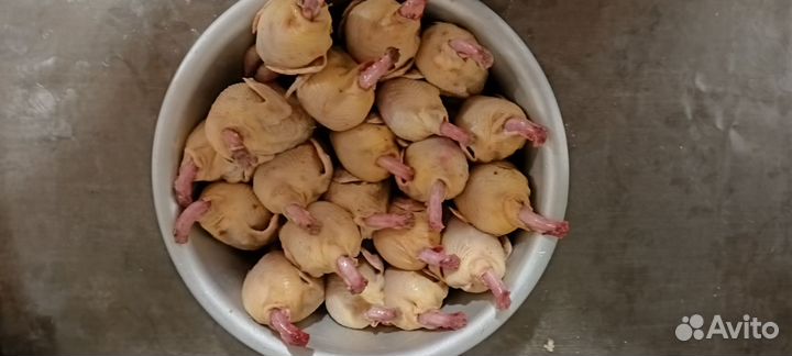 Мясо и Яйца перепелиные