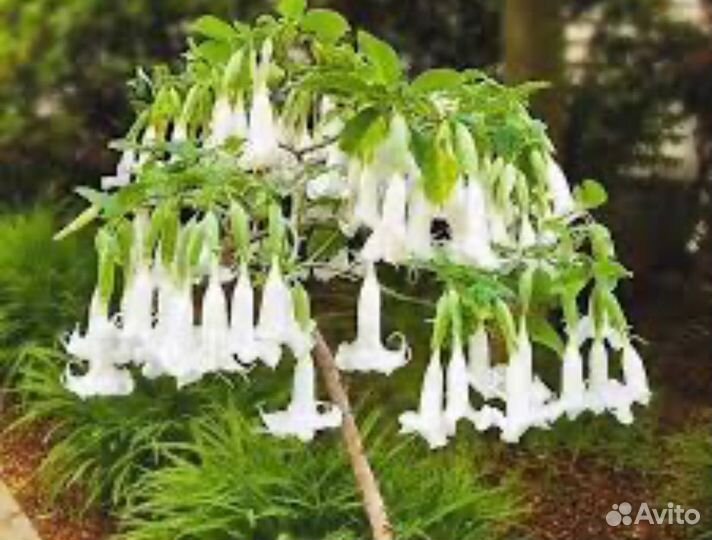 Бругмансия