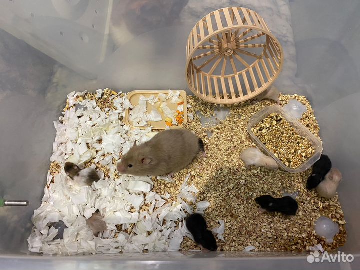 Сирийский хомяк малыши